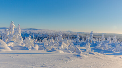 Winter landscape with snowy trees in lapland