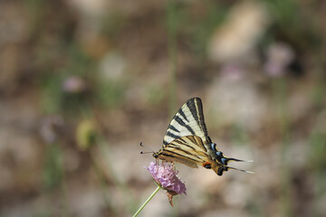 The scarce swallowtail (Iphiclides podalirius) is a butterfly belonging to the family Papilionidae.