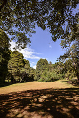 Clareira em parque, chão coberto por grama e alternâncias de luz e sombra, com árvores, vazio,...