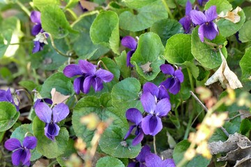Violets blooming in the garden 