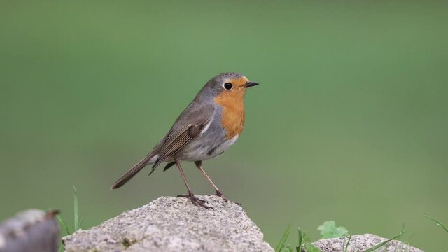 European robin (Erithacus rubecula), a small insectivorous passerine bird on a rock