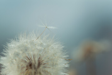 Flying parachute from dandelion against a white dandelion