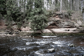 Fototapeta premium Amata