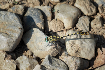Onychogomphus forcipatus, the small pincertail or green-eyed hook-tailed dragonfly