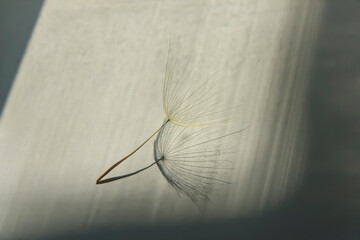 Flying parachutes from dandelion