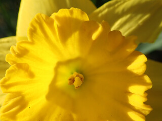 Close up of a yellow daffodil in the sunshine
