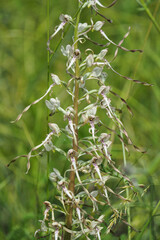 Himantoglossum hircinum, the lizard orchid, is a species of orchid in the genus Himantoglossum found in Europe and North Africa.