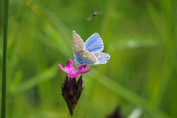 The common blue butterfly (Polyommatus icarus) is a butterfly in the family Lycaenidae and subfamily Polyommatinae.