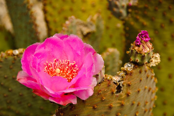 A Prikly pear cactus blooming in Arizona.