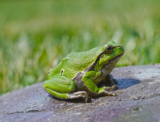 European Green Tree Frog - Hyla arborea