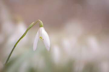 snowdrop flowers in spring