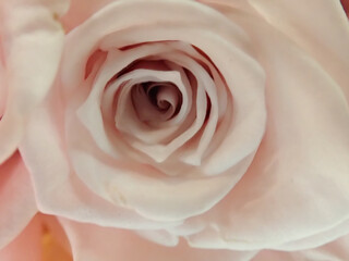 Obraz na płótnie Canvas Pink Rose Close up