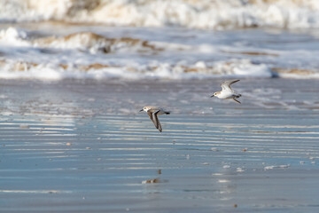 Sanderlings eating on the shore
