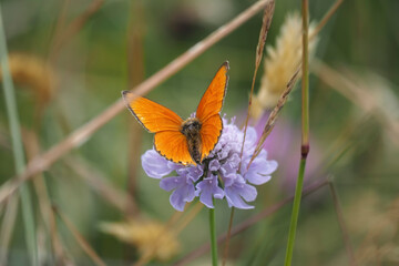 The scarce copper (Lycaena virgaureae) is a butterfly of the family Lycaenidae