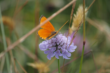 The scarce copper (Lycaena virgaureae) is a butterfly of the family Lycaenidae