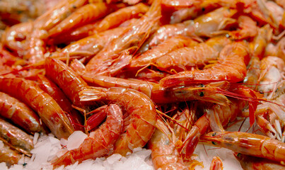 Fresh red king tiger shrimp close up lying on ice on fish market
