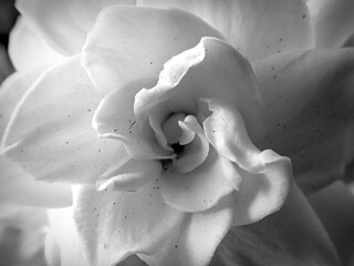 Lovely flower in black and white
