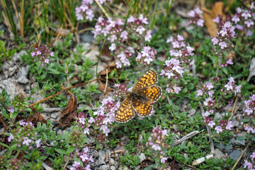 Melitaea parthenoides, the meadow fritillary, is a butterfly of the family Nymphalidae. © weinkoetz