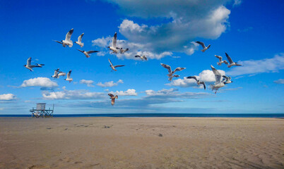Gaviota, Bird, Playa, Beach, Seagull