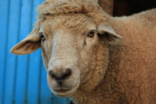 「Rammen」の画像 - 2,060 件の Stock 写真、ベクターおよびビデオ | Adobe Stock