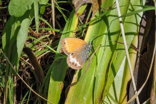 Coenonympha arcania, the pearly heath, is a butterfly species belonging to the family Nymphalidae.