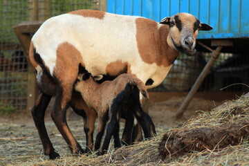 Tiere in der Natur