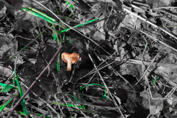 orange mushroom growing in the field between the grass