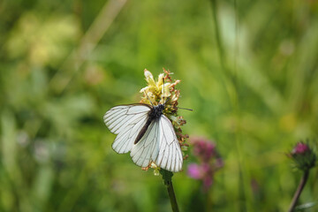 Aporia crataegi, the black-veined white, is a large butterfly of the family Pieridae