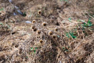wild thistle growing in the field among other shrubs