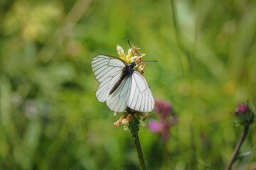 Aporia crataegi, the black-veined white, is a large butterfly of the family Pieridae