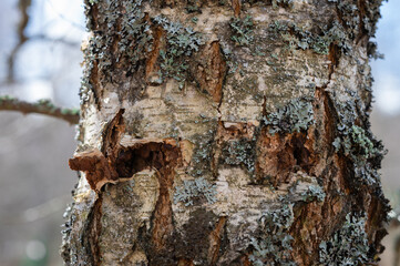 birch tree with dissected bark and under it mink