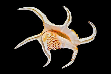 The Shell of the Sea Clam Lambis Scorpius (Latin Name), Bottom View. Cut On Black Background