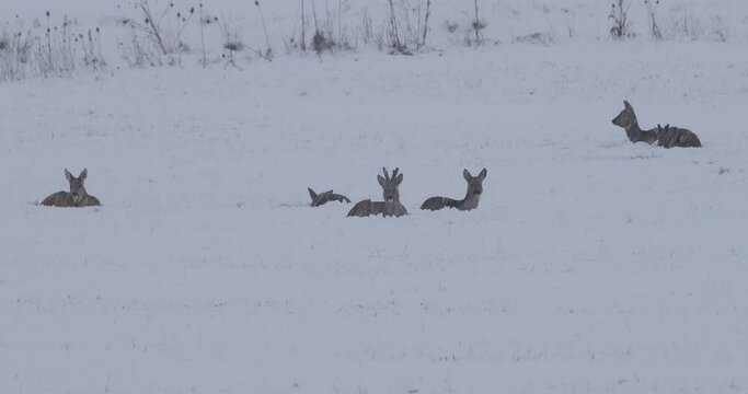 groupe de chevreuil (Capreolus capreolus) couch&eacute; dans la neige
