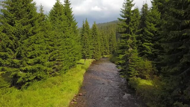 Flying a drone over a mountain stream. The river flows through a fir tree forest and alpine grasslands. Summer season. Carpathia, Romania.