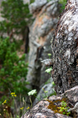 Fragment of a pine trunk close-up. Green grass and moss on the stones on a summer day. In the background is a blurred image of rocks in the mountains.
