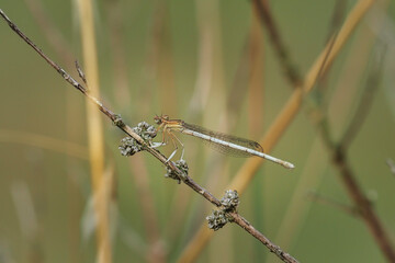 The White Featherleg (Platycnemis latipes) is a damselfly.