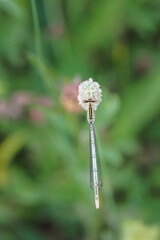 The white-legged damselfly or blue featherleg (Platycnemis pennipes) is a damselfly of slow-flowing, muddy waters.