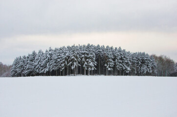 snow covered trees