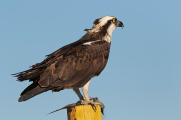 Ospray (Pandion haliatus)  with fish in its talons, Texas, USA