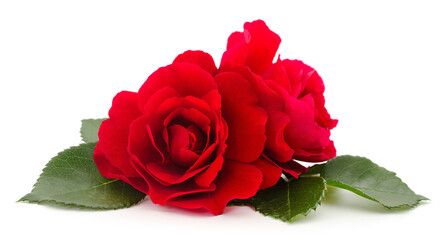 Beautiful red roses.