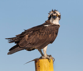 Ospray (Pandion haliatus)  with fish in its talons, Texas, USA