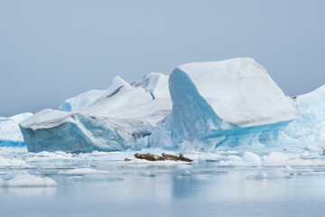 Harbor seals on an ice berg in Bear Glaicer Lagoon.