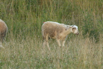 Tiere in der Natur