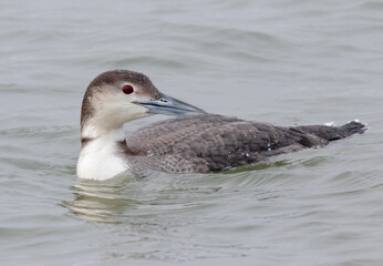 Common Loon (Gavia immer) in winter plumage, Texas, USA
