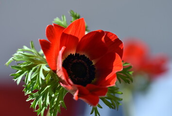 Leuchend rote Blüte einer Garten-Anemone