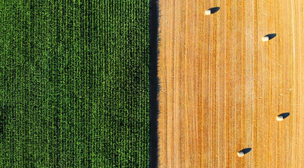Aerial view on green corn and yellow field with hay bales © phuntsokk
