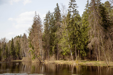 Trees and dry grass on the lake springtime