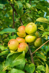 sweet apples on the branch