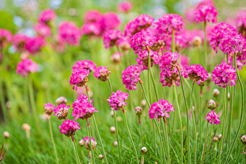 Fototapeta premium armeria flowers in the garden