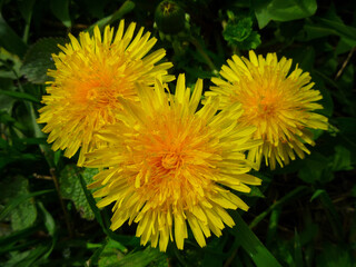 yellow dandelion flowers in the park